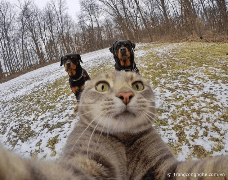 Không thể ngầu hơn với những bức ảnh selfie của đại ca mèo này